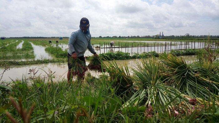 Karena Cuaca Ekstrim, Margono Harus Panen Bawang Sebelum Waktunya