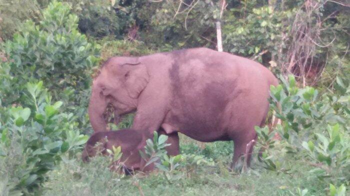 Kisah Bagus Diselamatkan Gajah Saat Tersesat di Dalam Hutan
