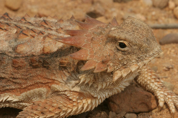 Regal Horned Lizard, Kadal dengan Mata Penyemprot Darah. kenalan yuk ...