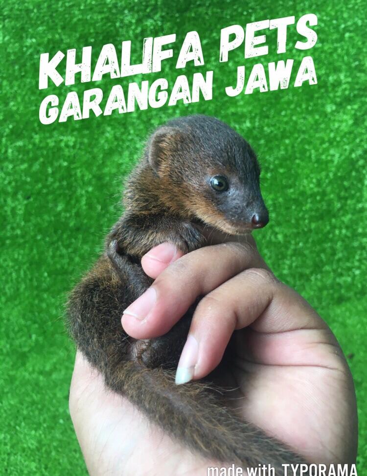 Terjual Jual Garangan Jawa Musang Pandan Musang Murah Kaskus
