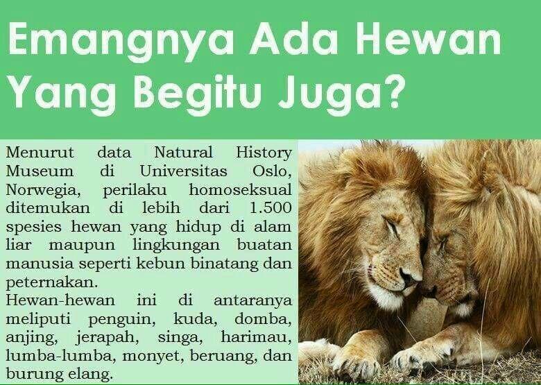 80 Gambar Babi Tulisan Jerapah Terbaik 80 Gambar Babi Tulisan Jerapah Terbaik