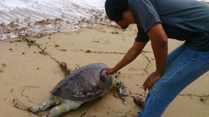Tiap Tahun, 1.000 Penyu Mati akibat Sampah Plastik