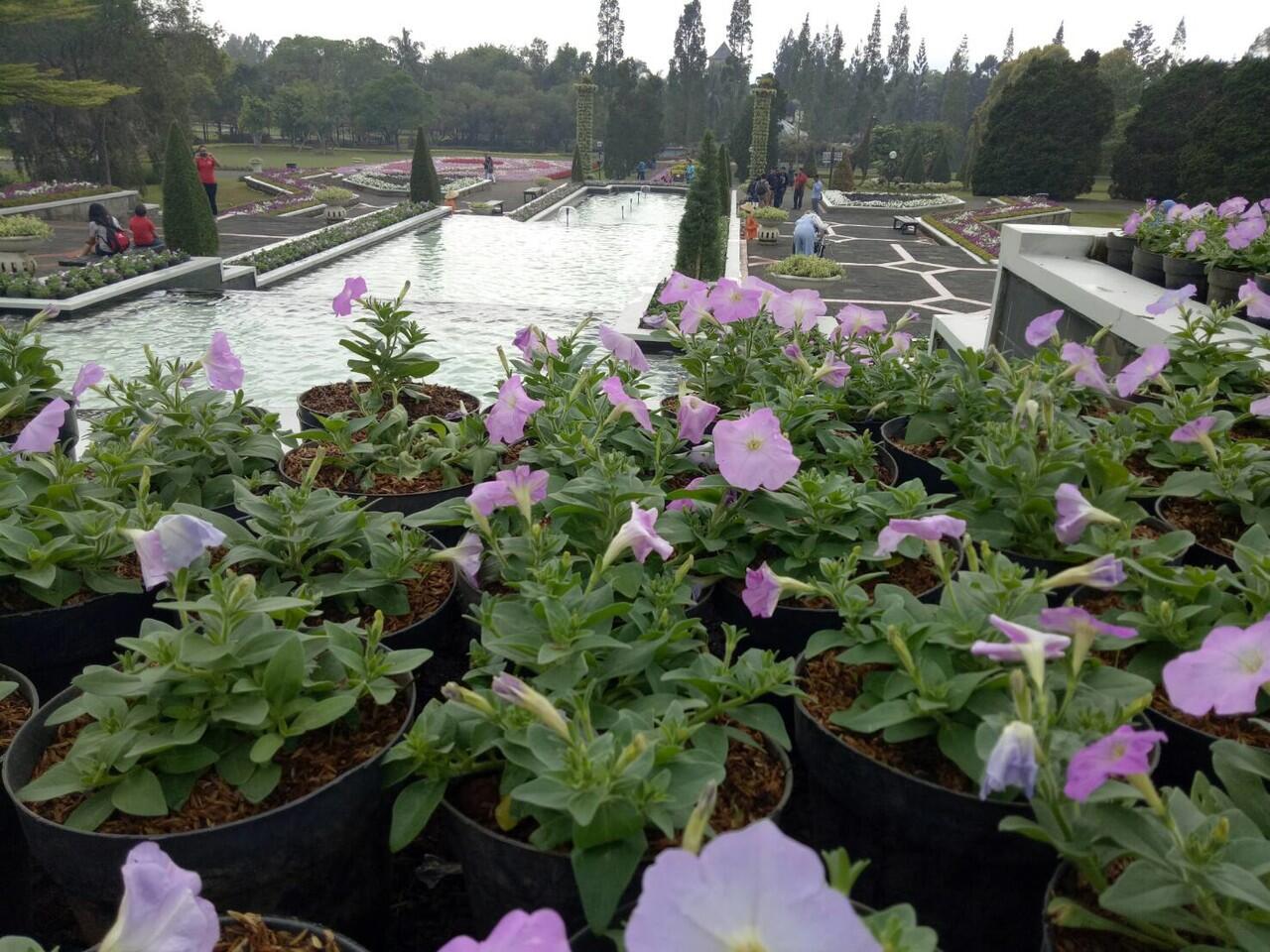 #KASKUStravelstory Menilik Indahnya Taman Bunga Nusantara 