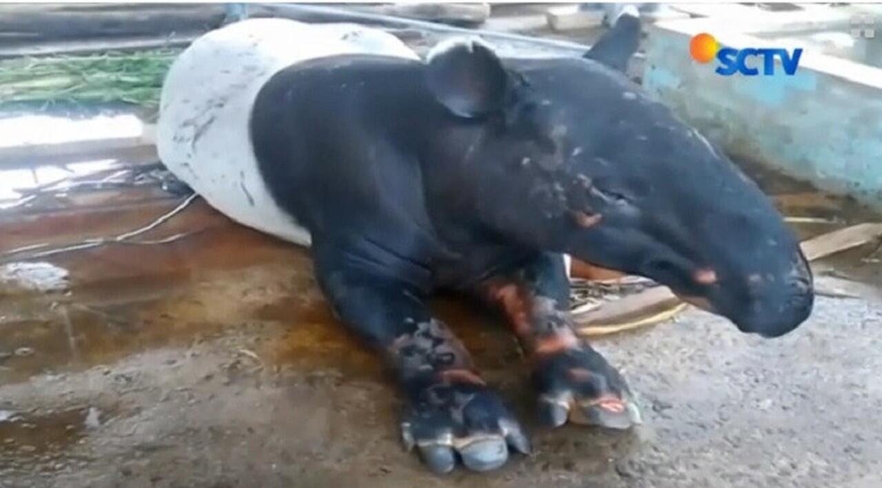 Nasib Sial Satwa Langka Tapir Dikira Babi