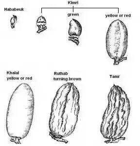 Buah Kurma Dan Lahirnya Nabi Isa.As