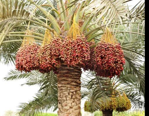 Buah Kurma Dan Lahirnya Nabi Isa.As