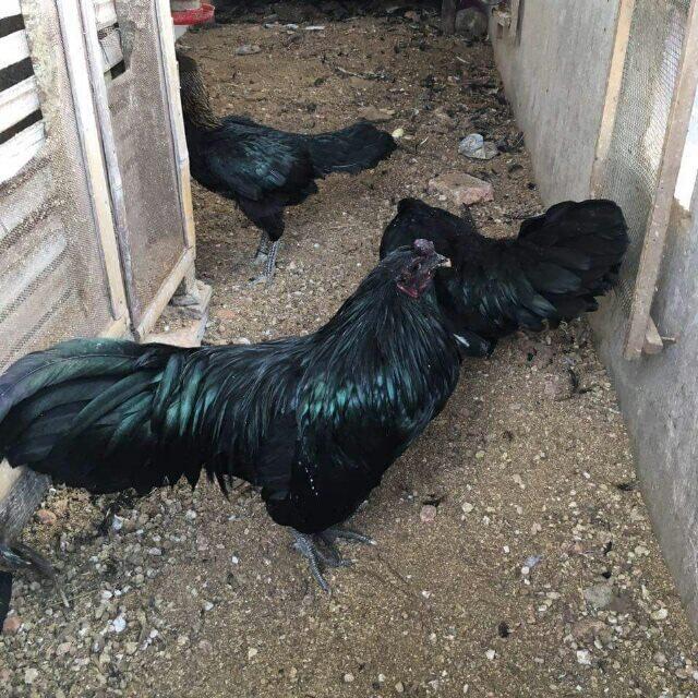 ayam black sumatera / black sumatra. palembang. langka