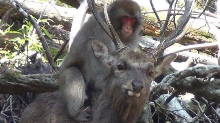 Wow, di Jepang Banyak Monyet Betina yang Melakukan Hubungan Seks dengan Rusa Jantan