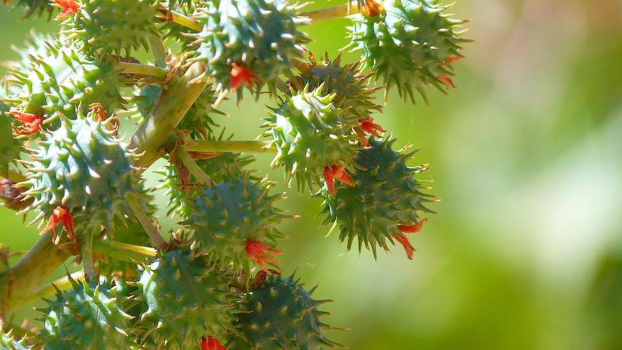 Seperti Rambutan, Ini Tanaman Paling Beracun di Dunia