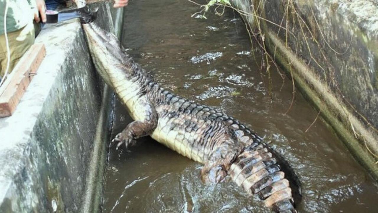 Warga Riau Beli Rumah Dapat Bonus Buaya Kelaparan