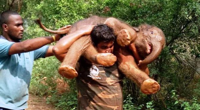 Kisah Heroik Seorang Manusia yang Menggendong Anak Gajah