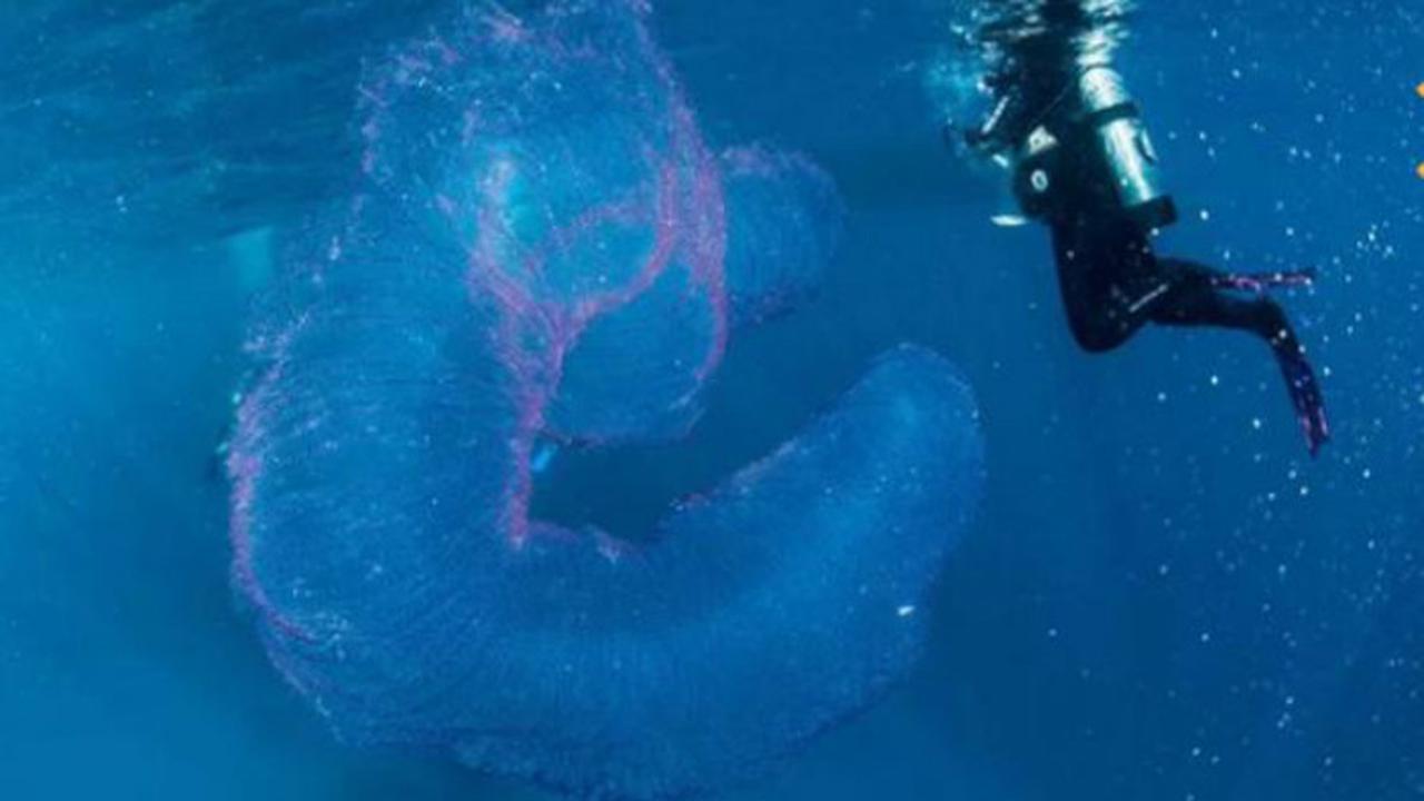 5 Monster Laut yang Ditemukan pada 2017
