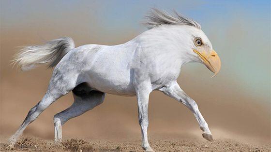 10 Foto Photoshop Gabungan Hewan yang Uniknya Kebangetan!