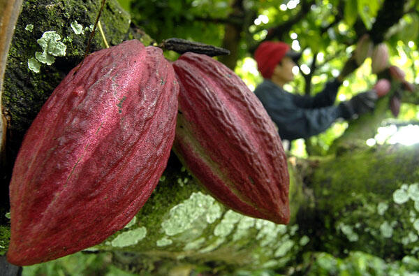 Bahaya Coklat  Terancam Punah Tahun 2050 KASKUS