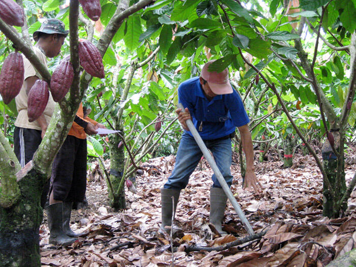 Bahaya Coklat Terancam Punah Tahun 2050 !