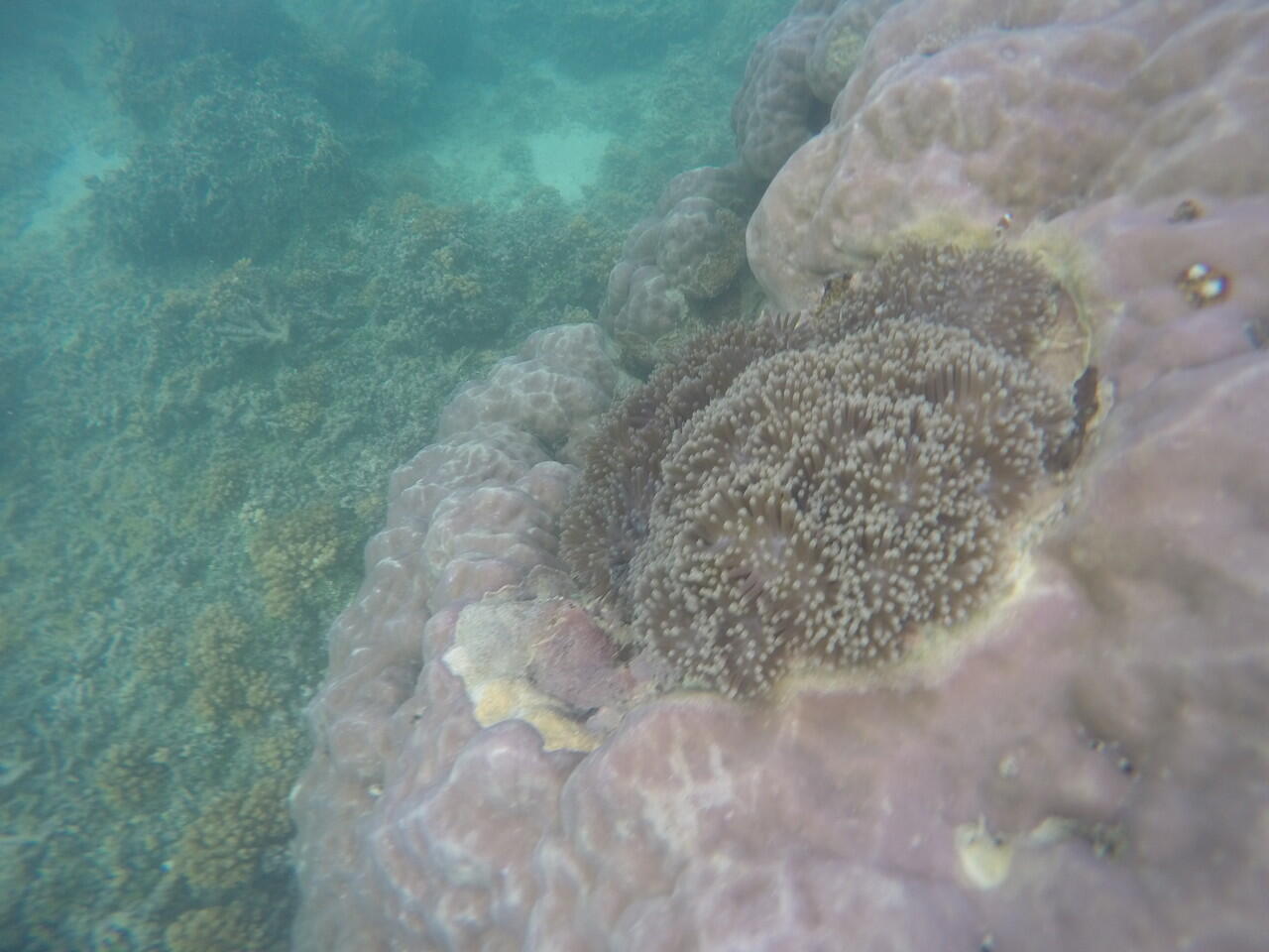 Pulau Peucang yang Eksotis di Ujung Kulon, Banten