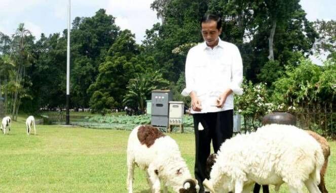 Makin Panas, Jokowi Tak Betah Tinggal di Jakarta