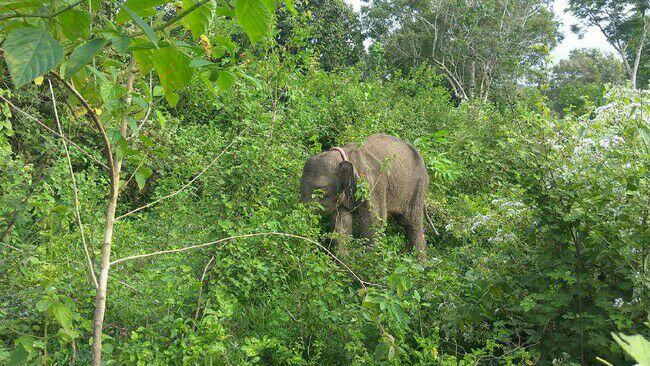 Gajah Liar Ditemukan Mati di Sumsel, Mulut Berdarah