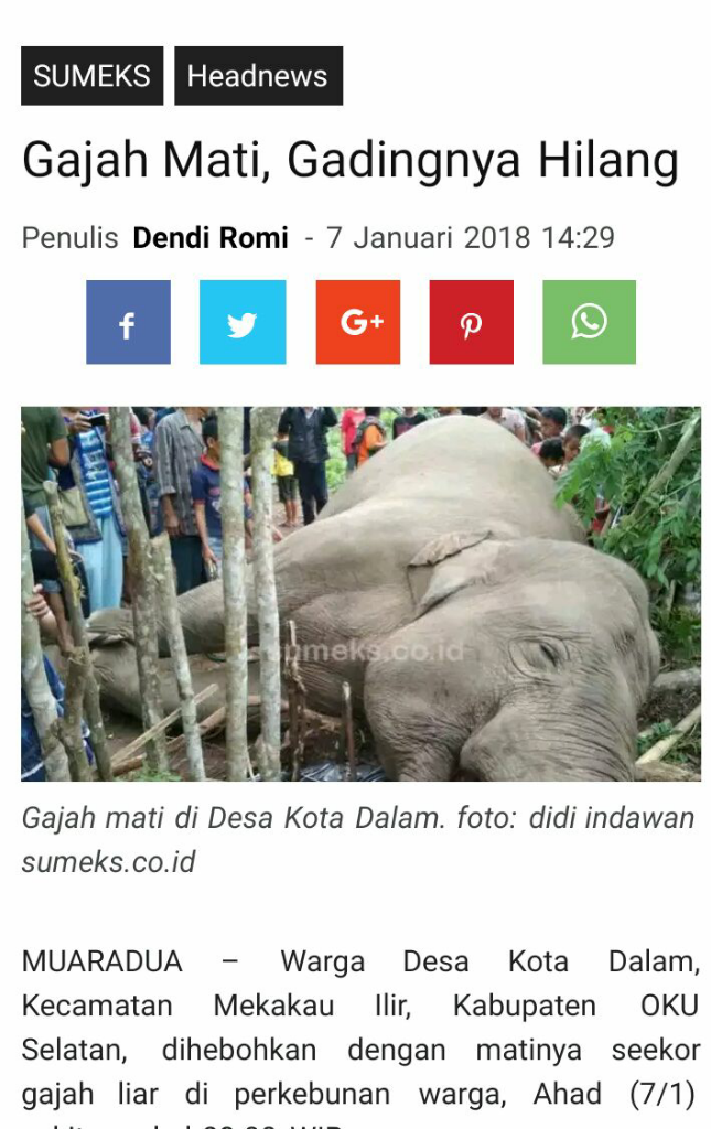 Download 95+ Gambar Gajah Yang Berdarah Paling Bagus HD