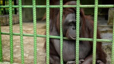‘Sedih dan Marah’ Melihat Kondisi Satwa di Kebun Binatang Riau