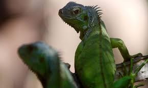 Tiba - tiba Iguana Berjatuhan di Florida 