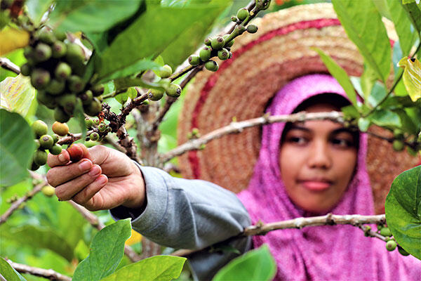 Panen Kopi Liberika di Lahan Gambut