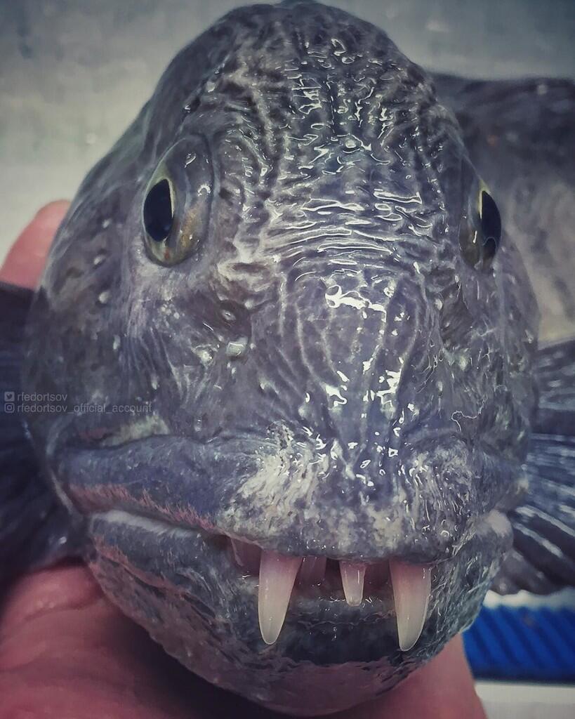 Ikan yang mirip Alien dari dasar laut terdalam 