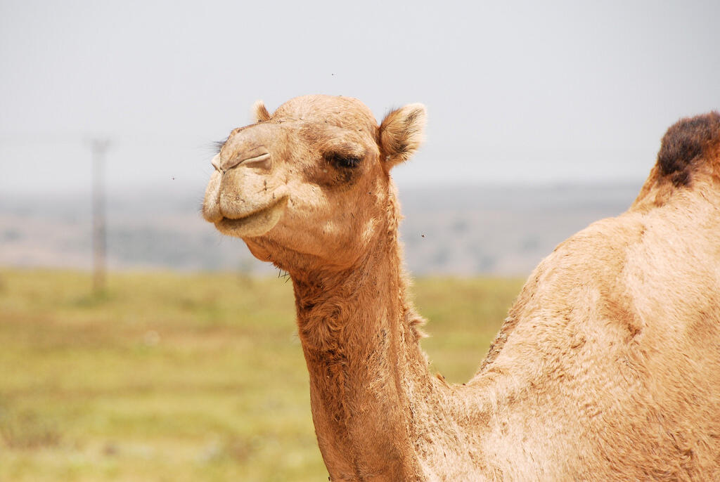 Penyakit Flu Unta ‘MersCov’ Ini Gelaja dan Cara Pengobatan