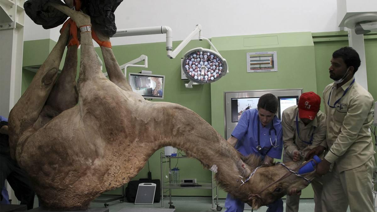 Penyakit Flu Unta ‘MersCov’ Ini Gelaja dan Cara Pengobatan