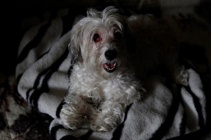 Anjing Ini Berbaring di Sebelah Jasad Majikan Selama Seminggu