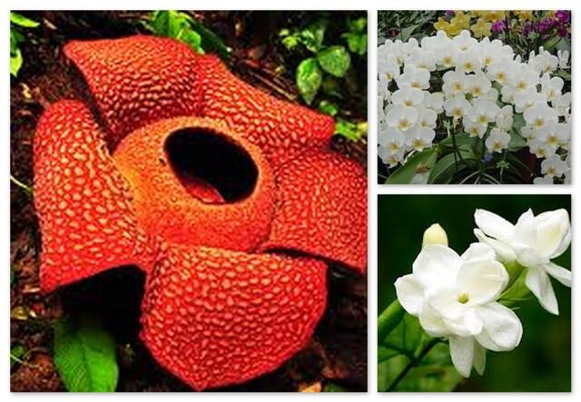 10 Fakta tentang Rafflesia arnoldii, Bunga Langka Berbau Busuk