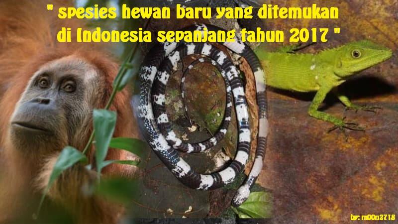 7 Spesies Hewan Baru Di Indonesia Sepanjang Tahun 2017