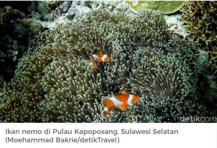 Asyiknya Snorkeling Bareng Nemo di Pulau Kapoposang