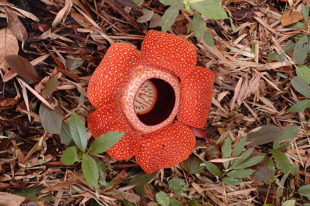 Rafflesia arnoldii dan Bunga Bangkai itu Beda!