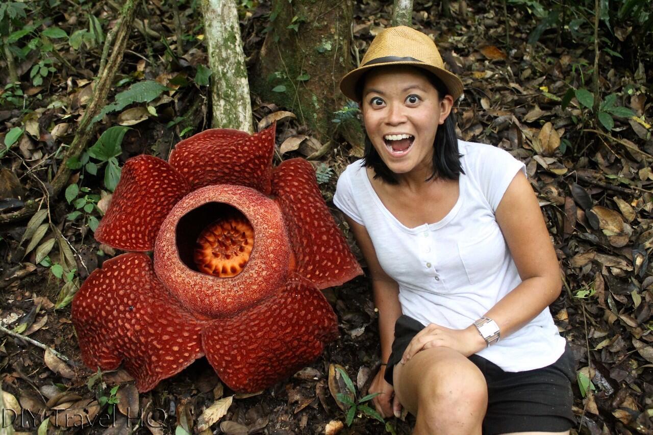 Rafflesia arnoldii dan Bunga  Bangkai itu Beda KASKUS