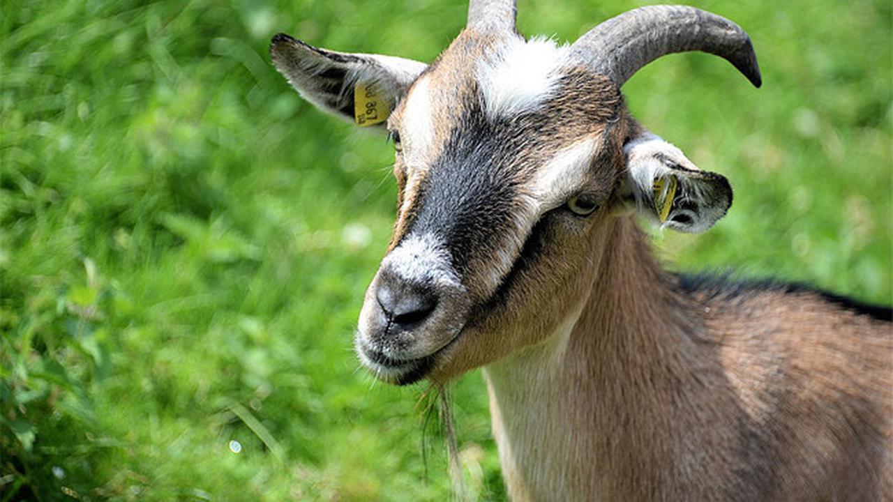 Unik, Seekor Kambing di India Doyan Merokok dan Kunyah Tembakau