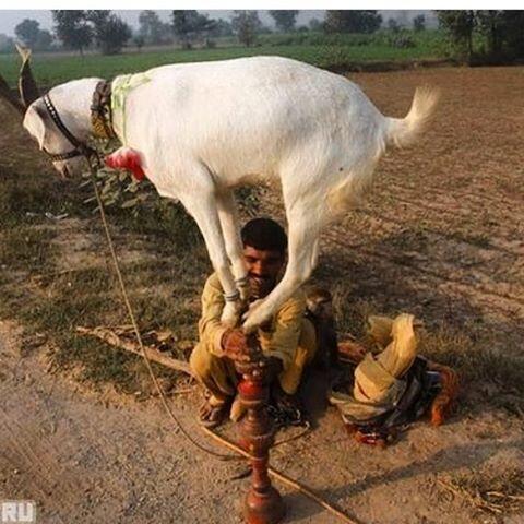 Unik, Seekor Kambing di India Doyan Merokok dan Kunyah Tembakau