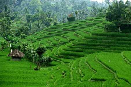 6 Pemandangan Stadion Terburuk di Dunia, Malah Mirip Sawah