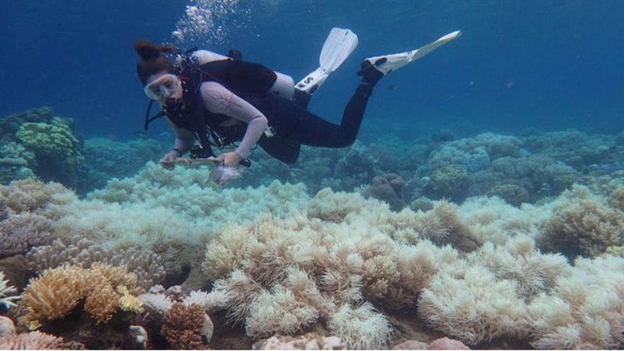 Ini Cara Ilmuwan Skotlandia Selamatkan Terumbu Karang