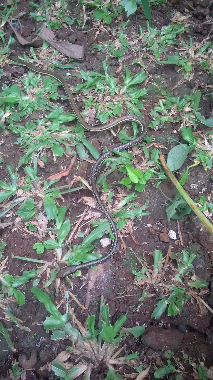 mohon info, ini jenis ular apa?