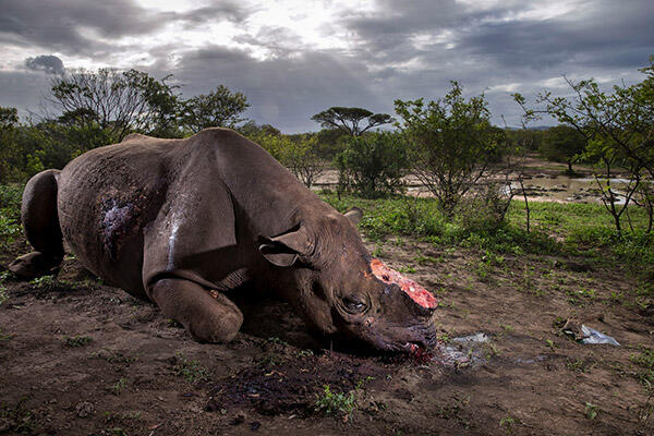 Foto WILDLIFE Terbaik 2017 (Bangga Sekaligus Menyedihkan)