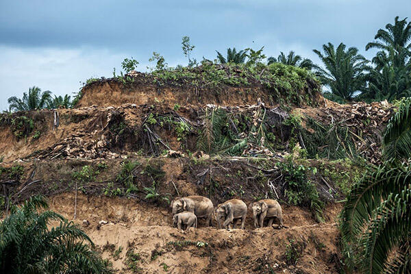 Foto WILDLIFE Terbaik 2017 (Bangga Sekaligus Menyedihkan)