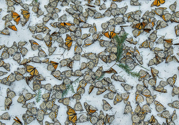 Foto WILDLIFE Terbaik 2017 (Bangga Sekaligus Menyedihkan)