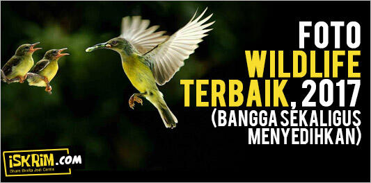 Foto WILDLIFE Terbaik 2017 (Bangga Sekaligus Menyedihkan)