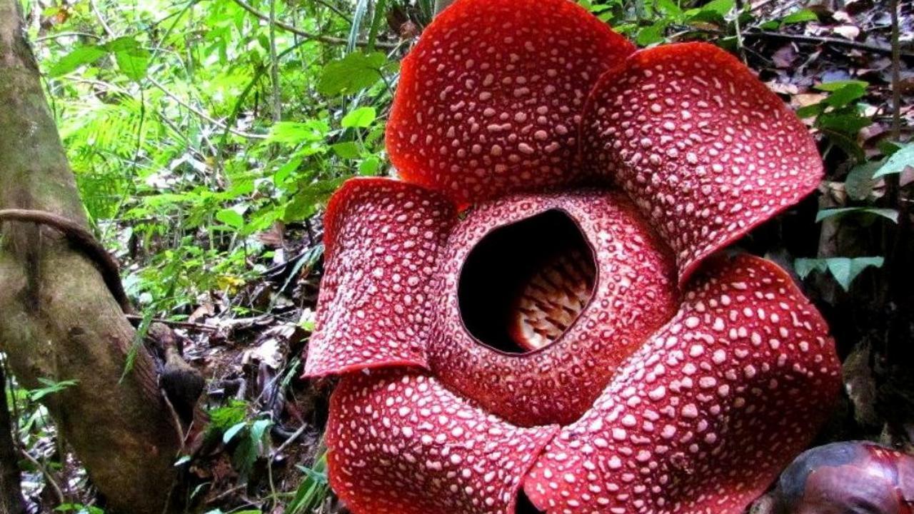 Rafflesia Langka Berkelopak Tujuh Mekar Sempurna