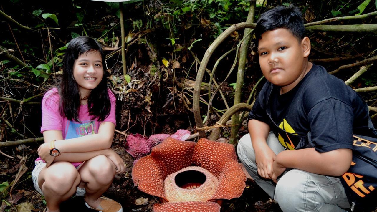 Rafflesia Langka Berkelopak Tujuh Mekar Sempurna