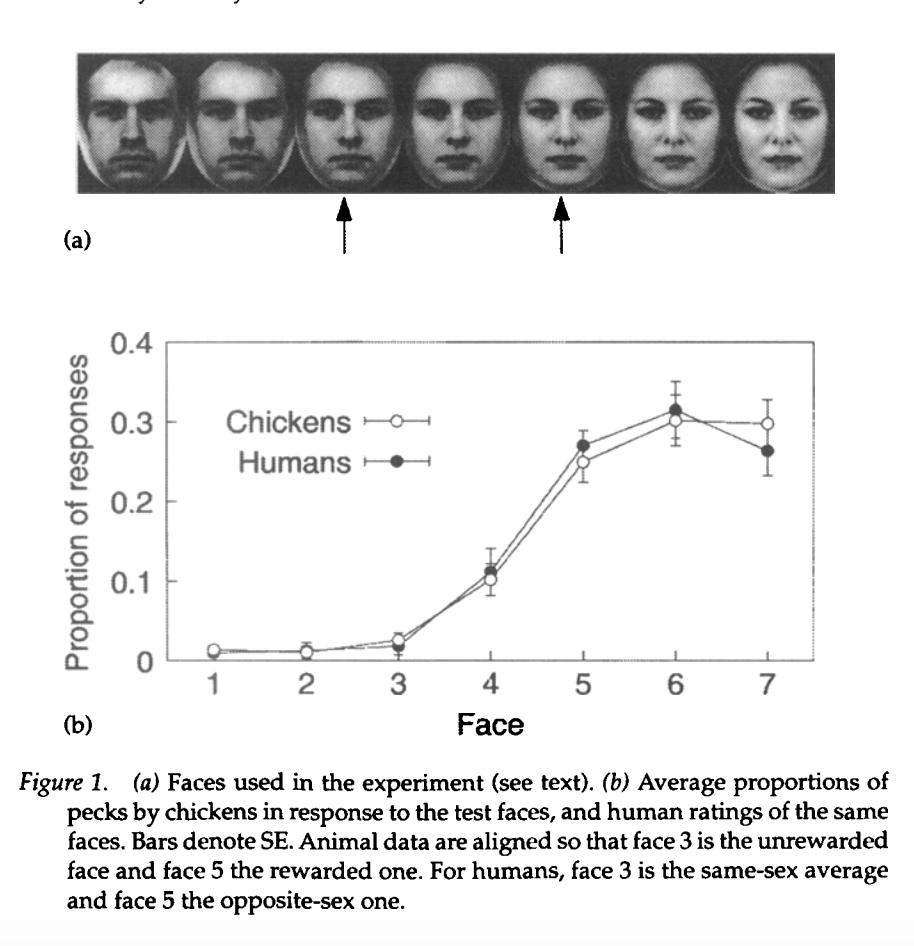 Cantik atau Tidak? Tanyalah ke Ayam (SERIUS!) 