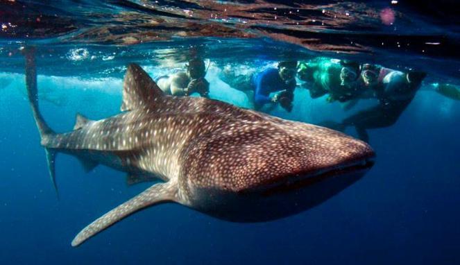 Ini Dia Kegaiatan Wisata Menantang Jiwa Petualang