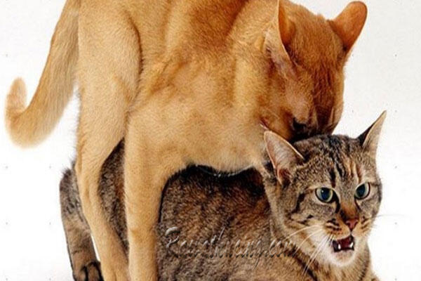 Pelepasan Vagina pada Kucing