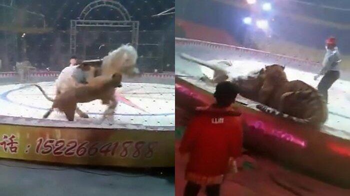 Viral! Ngerinya Video Singa dan Harimau Ngamuk di Sebuah Sirkus hingga Menerkam Kuda